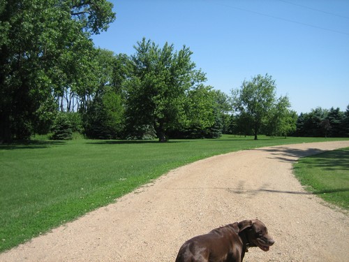 driveway with trees and a grove