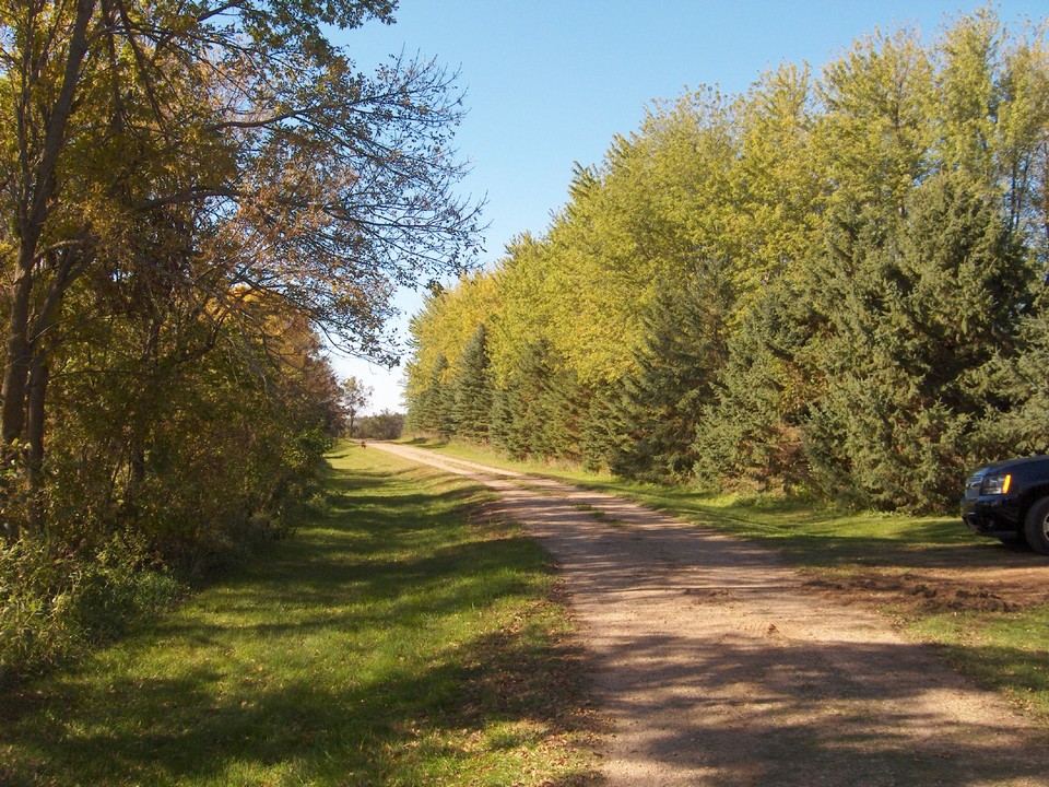 more of the grove from the driveway