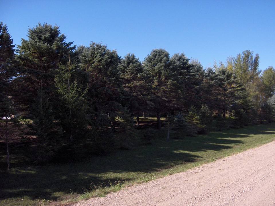 more of the grove from the road