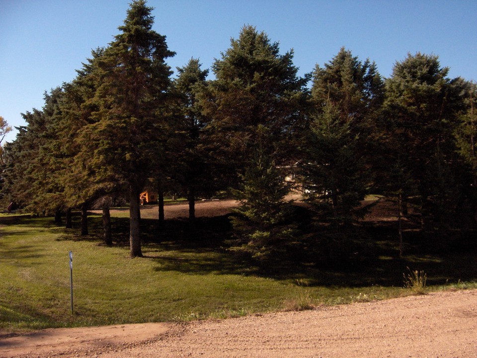 view from the driveway just part of the grove