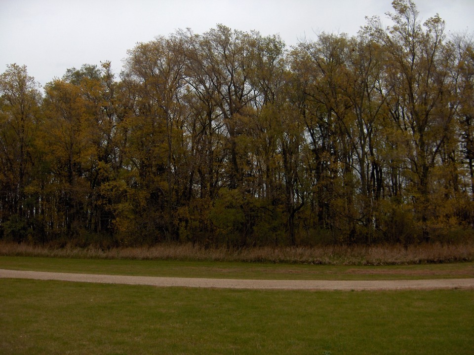 just part of the grove